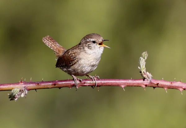 Wren, trogloditas trogloditas —  Fotos de Stock