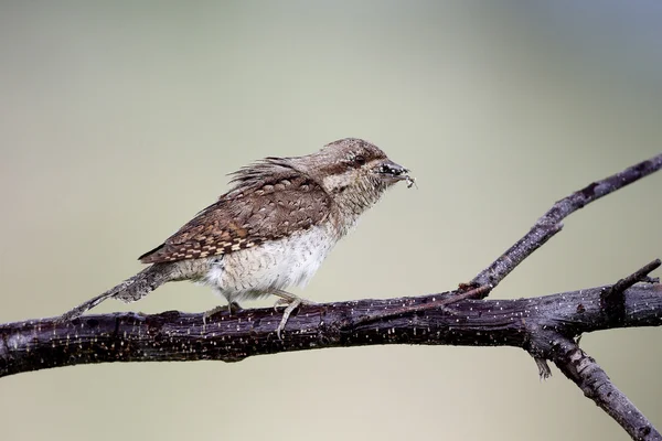 Wryneck, Jynx torquilla — Stock Photo, Image