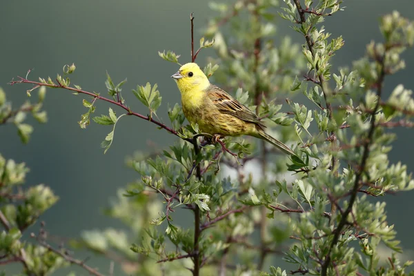 Zigolo giallo, emberiza citrinella — Foto Stock