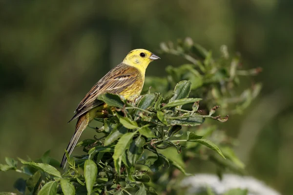 Escribano cerillo, emberiza citrinella — Foto de Stock