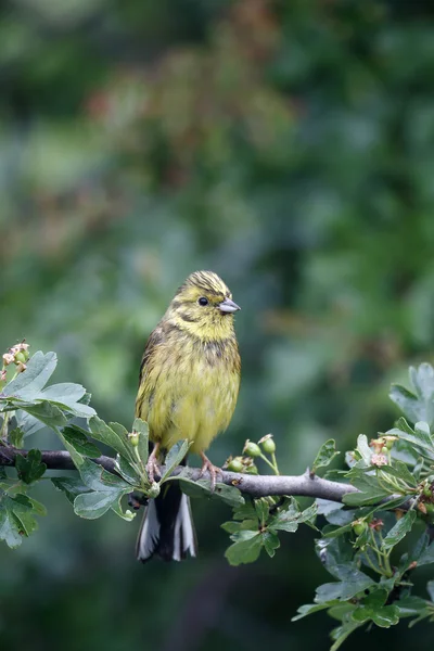 Strnad obecný, emberiza citrinella — Stock fotografie