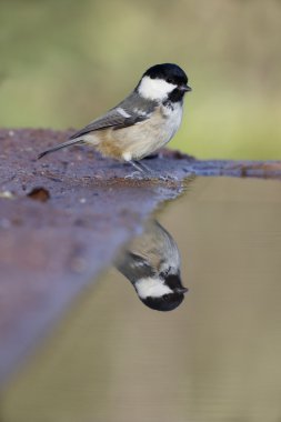 kömür baştankara, parus bırakmayın