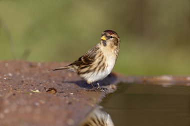 daha az repoll, carduelis kabare