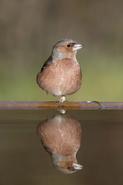 燕雀，fringilla coelebs — 图库照片