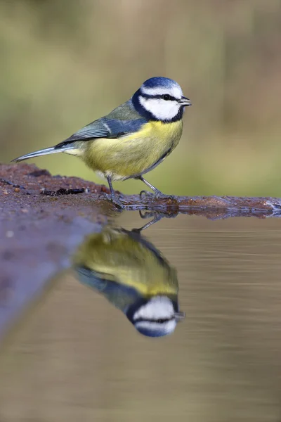 Tetta azzurra, Parus caeruleus — Foto Stock