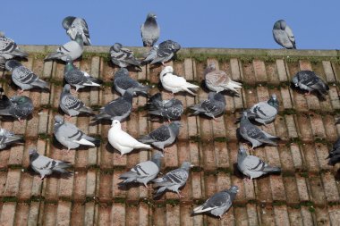 Yurtiçi güvercin, Columba Livia domestica