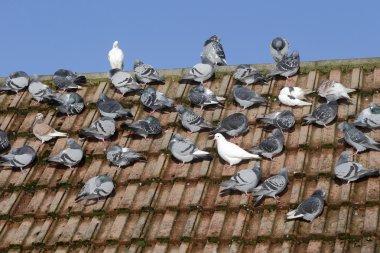 Domestic pigeon, Columba livia domestica clipart