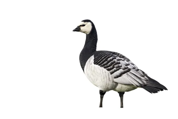 Barnacle Goose, Branta Fabcopsis — стоковое фото