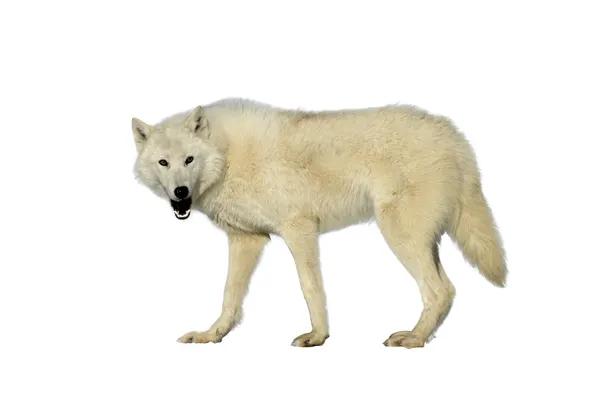 Arktis varg, canis lupus arctos — Stockfoto