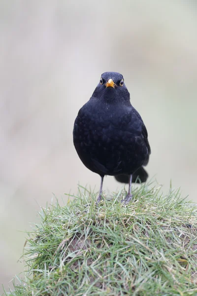 Mirlo, Turdus merula — Foto de Stock