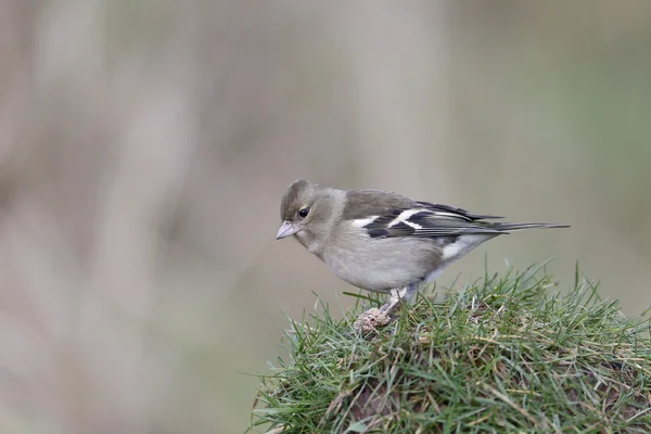 燕雀，fringilla coelebs — 图库照片