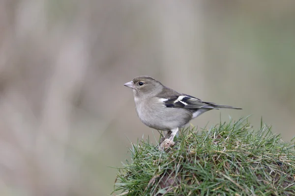 Fringuello, Fringilla coelebs — Foto Stock