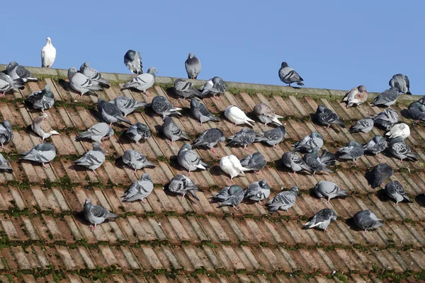 Pigeon domestique, Columba livia domestica — Photo