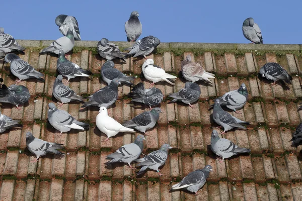 Domácí holub, Columba livia domestica — Stock fotografie