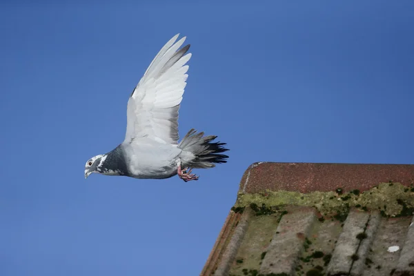 Pombo doméstico, Columba livia domestica — Fotografia de Stock