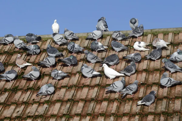 Domestic pigeon, Columba livia domestica — Stock Photo, Image