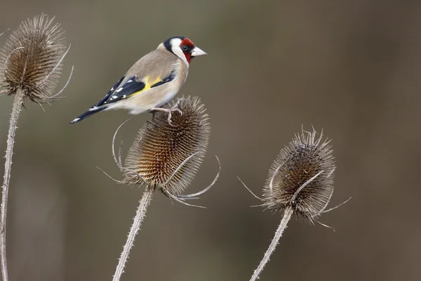 Stieglitz, carduelis carduelis, — Stockfoto