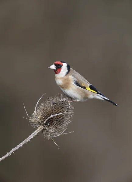 금화, carduelis carduelis, — 스톡 사진