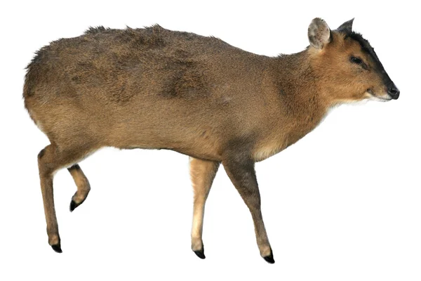 Muntjac, Muntiacus reevesi — 스톡 사진