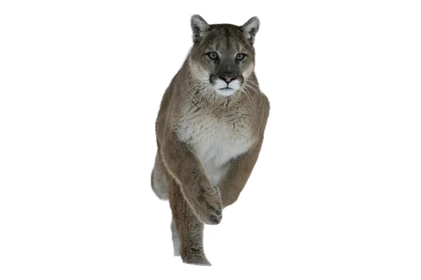 Puma oder Berglöwe, Puma concolor — Stockfoto