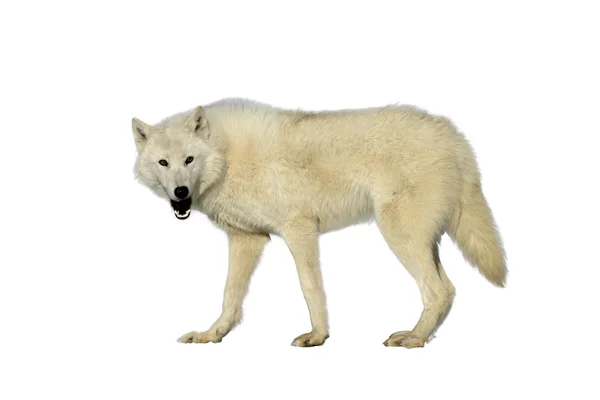 Loup Arctique Images Libres De Droit Photos De Loup Arctique Depositphotos Loup Arctique Images Libres De Droit Photos De Loup Arctique Depositphotos