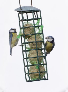 Mavi baştankara, parus caeruleus