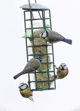 Mavi baştankara, parus caeruleus