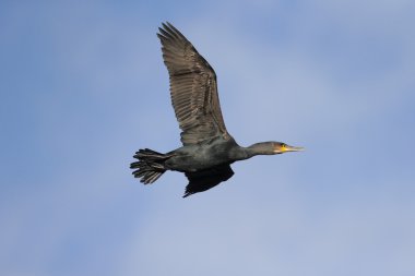 Büyük Karabatak, Phalacrocorax karbonhidrat