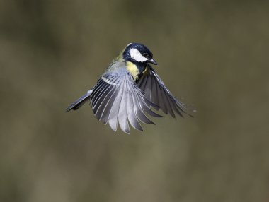 büyük baştankara parus major