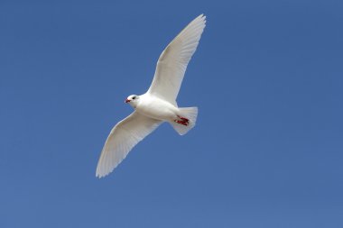Akdeniz martı larus melanocephalus  