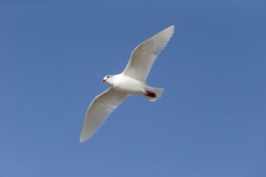Akdeniz martı larus melanocephalus  