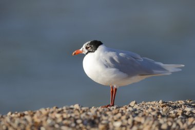 Akdeniz martı larus melanocephalus  