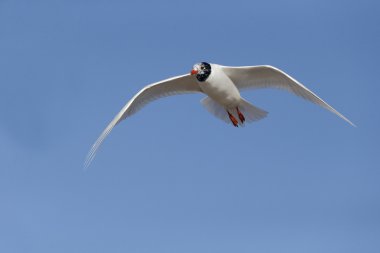 Akdeniz martı larus melanocephalus  