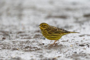 Yellowhammer, Emberiza citrinella