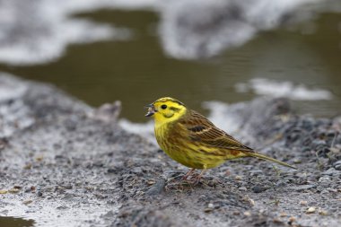Yellowhammer, Emberiza citrinella