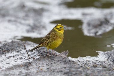 Yellowhammer, Emberiza citrinella