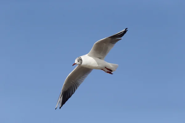 Gaviota de cabeza negra, Larus ridibundus — Foto de Stock