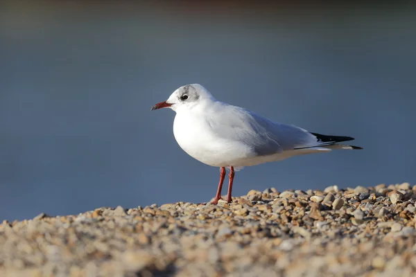 Gaviota de cabeza negra, Larus ridibundus — Foto de Stock