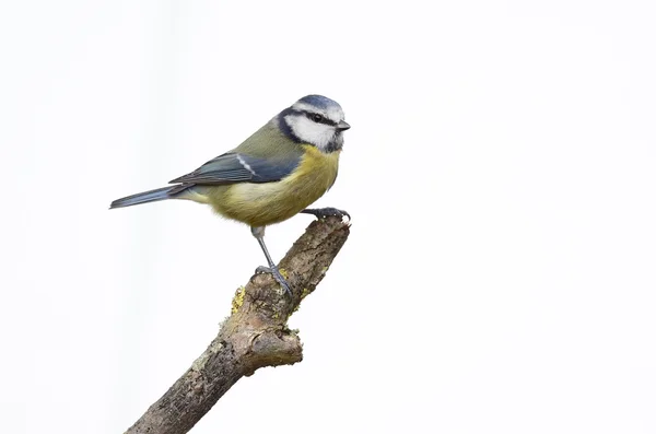 青シジュウカラ、ヤマガラ caeruleus — ストック写真