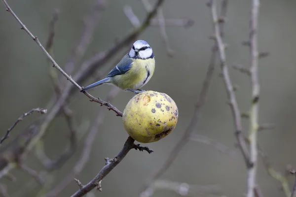 Sýkora modřinka, parus caeruleus — Stock fotografie