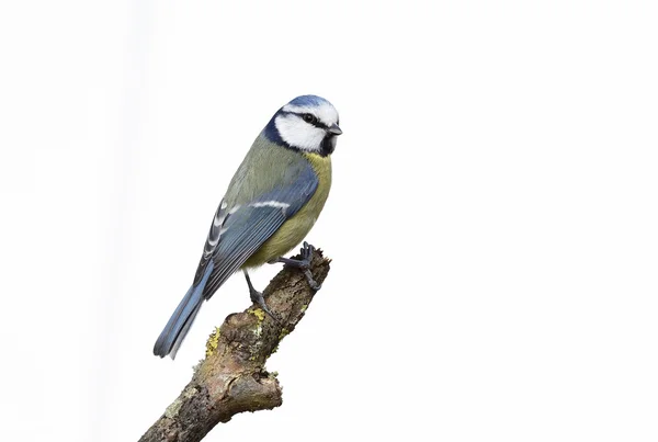 青シジュウカラ、ヤマガラ caeruleus — ストック写真