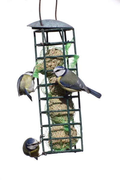 Teta azul, Parus caeruleus —  Fotos de Stock