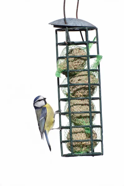 Blue tit, Parus caeruleus — Stock Photo, Image