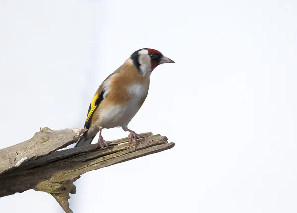 Pintassilgo, carduelis carduelis — Fotografia de Stock