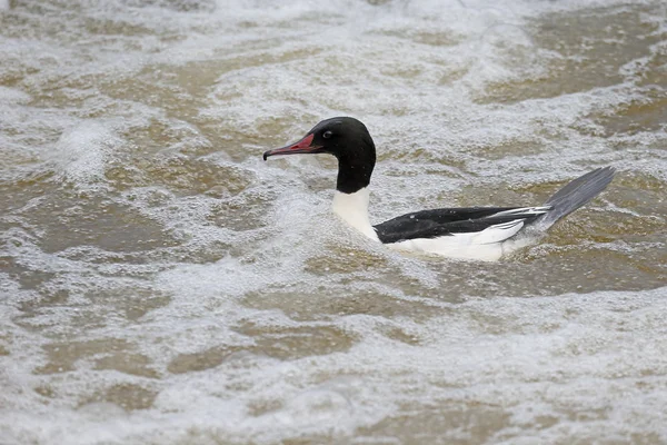 Serreta grande, mergus merganser, —  Fotos de Stock