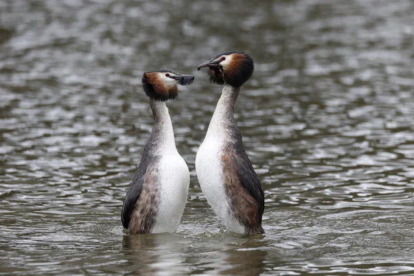 大朱鹮鷉，podiceps cristatus — 图库照片