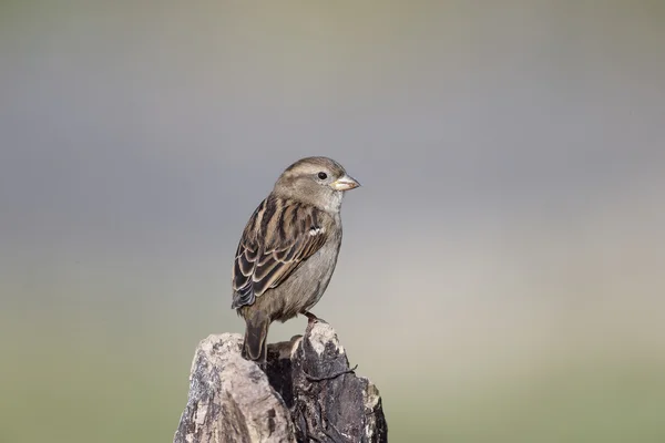 Casa Passero, Passer domesticus — Foto Stock