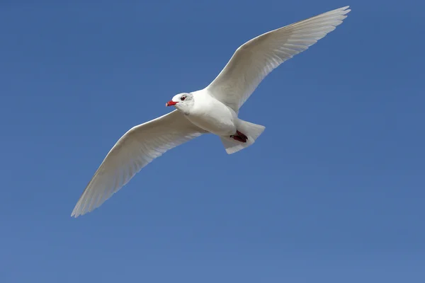 Средиземноморская чайка, Larus melanocephalus — стоковое фото