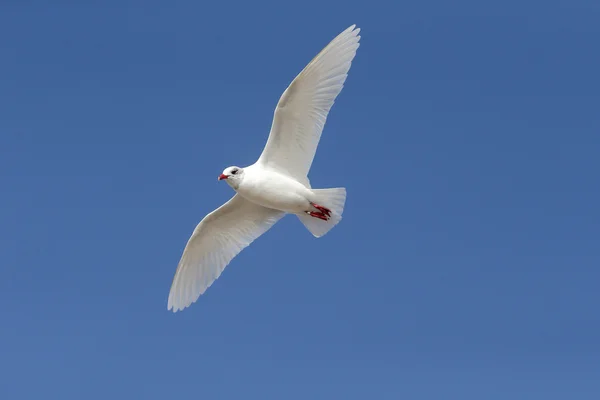 Средиземноморская чайка, Larus melanocephalus — стоковое фото