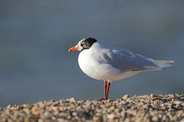 Gaviota mediterránea, Larus melanocephalus — Foto de Stock